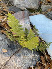 Myriopteris wootonii