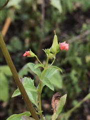 Alonsoa meridionalis