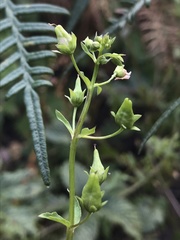 Alonsoa meridionalis