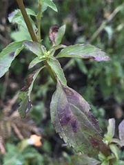 Alonsoa meridionalis