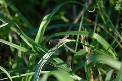 Erythrodiplax atroterminata