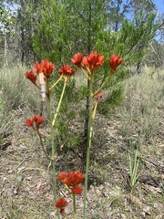 Haemodorum coccineum