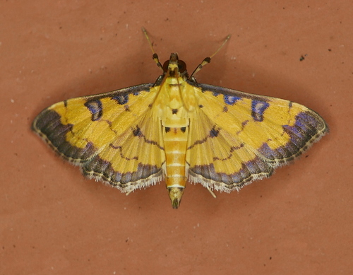 Ategumia ebulealis (Guenée, 1854)