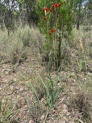 Haemodorum coccineum