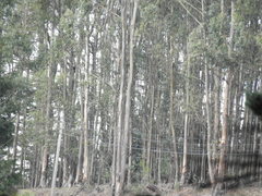 Eucalyptus pulchella