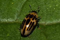 Ischyrus tetragrammus