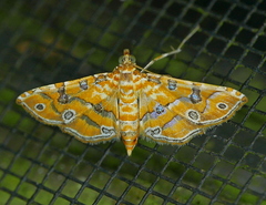 Ommatospila narcaeusalis