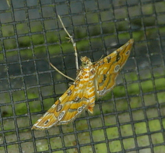 Ommatospila narcaeusalis