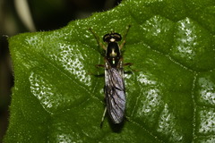 Merosargus