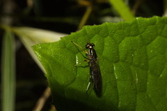 Merosargus