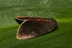 Micrathetis