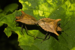 Euschistus cornutus