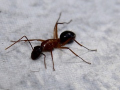 Camponotus