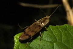 Conoderus fuscofasciatus