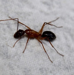Camponotus