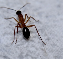 Camponotus