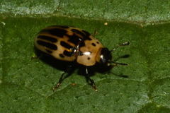 Ischyrus tetragrammus