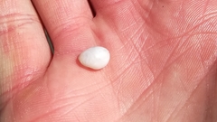 Papawera zelandiae