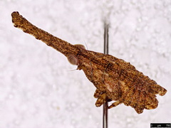 Xosopharini