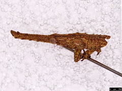 Xosopharini