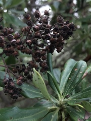 Escalloniaceae