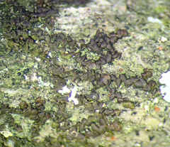 Frullania fugax