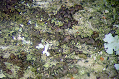Frullania fugax