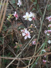 Prunus pogonostyla