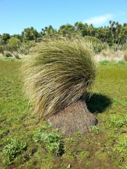 Carex secta
