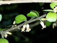 Pittosporum obcordatum