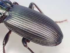 Pterostichus vicinus