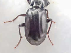 Pterostichus vicinus
