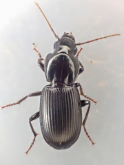 Pterostichus vicinus