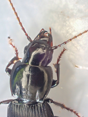 Pterostichus vicinus