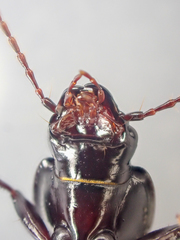 Pterostichus vicinus