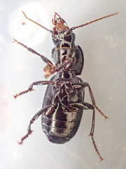 Pterostichus vicinus