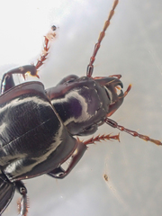 Pterostichus vicinus