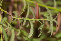 Baccharis plummerae plummerae