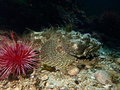 Bigmouth Sculpin photo 2