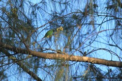 Erythrura trichroa