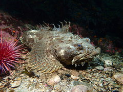Bigmouth Sculpin photo 1