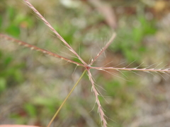 Enteropogon