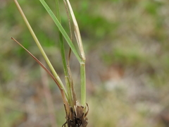 Enteropogon