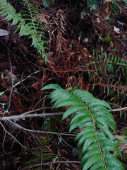 Polystichum californicum × munitum