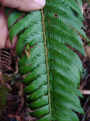 Polystichum californicum × munitum