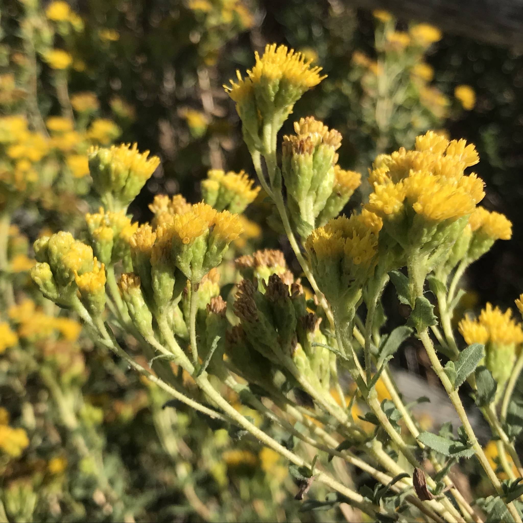 Isocoma menziesii var. vernonioides