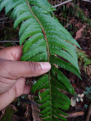Polystichum californicum × munitum