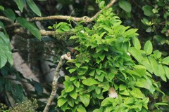 Morningbird photo 3