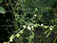 Pittosporum obcordatum