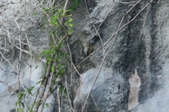 Edolisoma tenuirostre